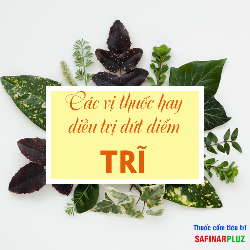 CÁC VỊ THUỐC HAY ĐIỀU TRỊ DỨT ĐIỂM TRĨ